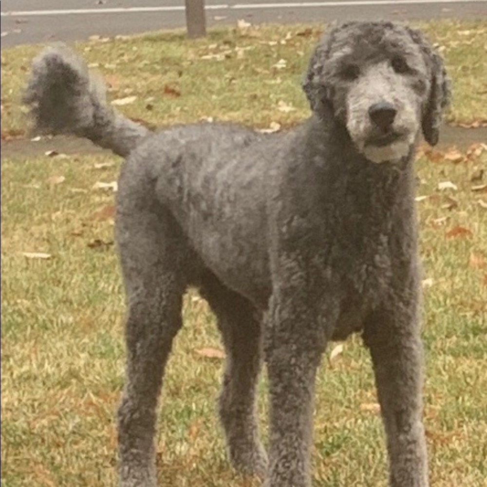 Meet your Posher, Kevin